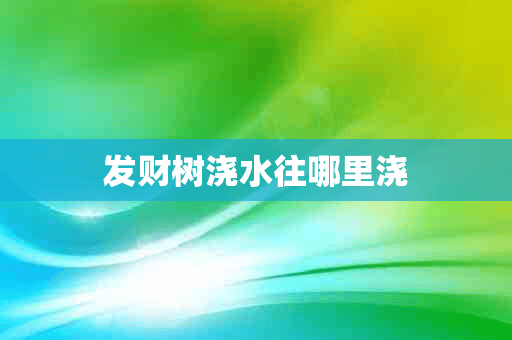 发财树浇水往哪里浇