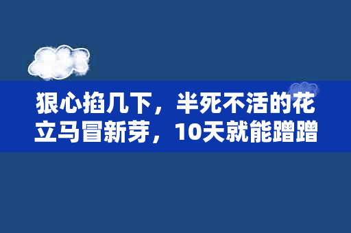 狠心掐几下，半死不活的花立马冒新芽，10天就能蹭蹭开花！