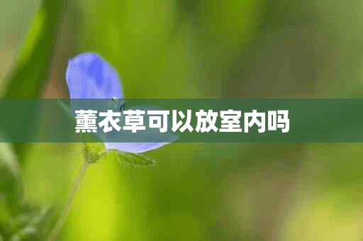 薰衣草可以放室内吗