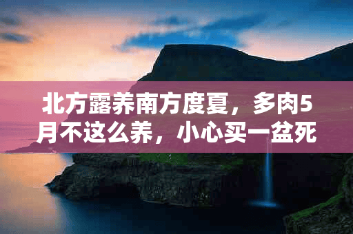 北方露养南方度夏，多肉5月不这么养，小心买一盆死一盆！