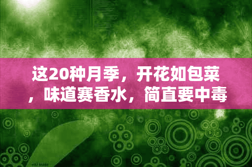 这20种月季，开花如包菜，味道赛香水，简直要中毒了！