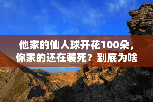 他家的仙人球开花100朵，你家的还在装死？到底为啥？