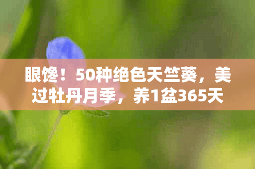 眼馋！50种绝色天竺葵，美过牡丹月季，养1盆365天有花看！