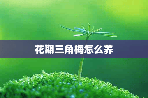 花期三角梅怎么养