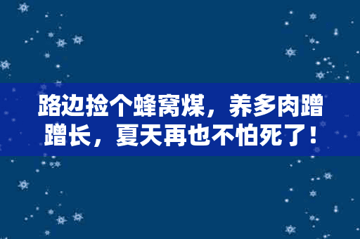 路边捡个蜂窝煤，养多肉蹭蹭长，夏天再也不怕死了！