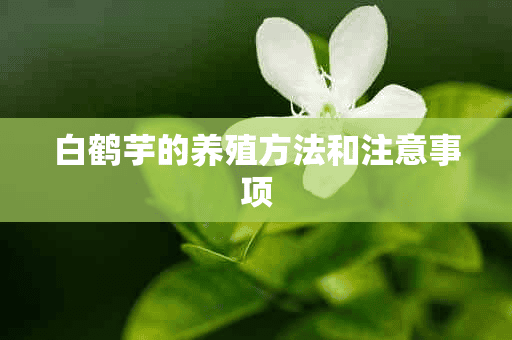 白鹤芋的养殖方法和注意事项