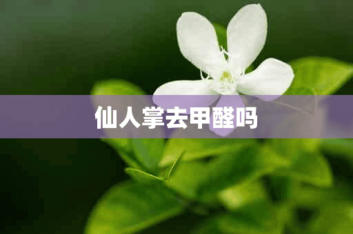 仙人掌去甲醛吗