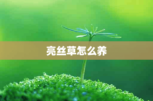 亮丝草怎么养