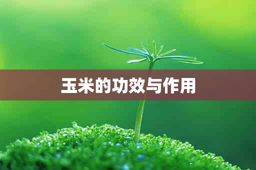 玉米的功效与作用