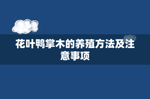 花叶鸭掌木的养殖方法及注意事项