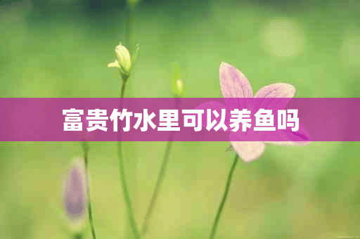 富贵竹水里可以养鱼吗