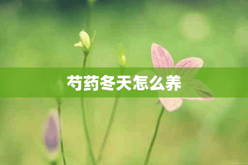 芍药冬天怎么养