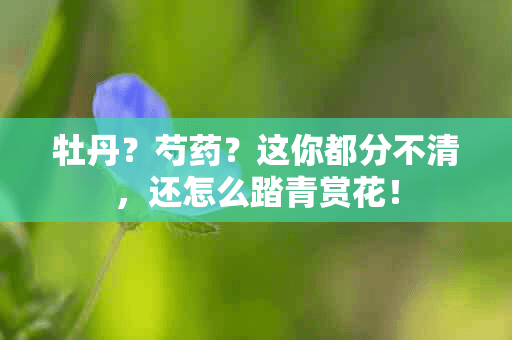 牡丹？芍药？这你都分不清，还怎么踏青赏花！