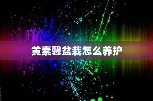 黄素馨盆栽怎么养护