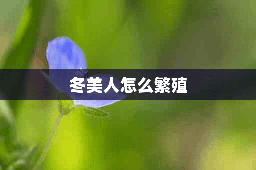 冬美人怎么繁殖