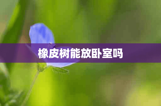 橡皮树能放卧室吗