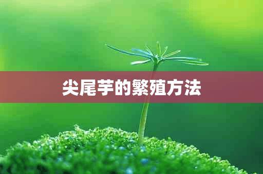 尖尾芋的繁殖方法