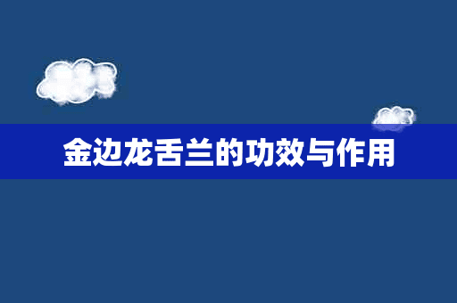 金边龙舌兰的功效与作用