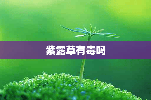 紫露草有毒吗