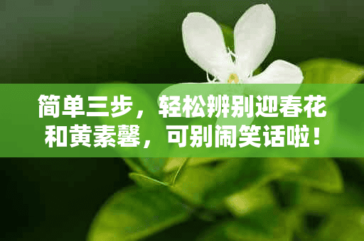 简单三步，轻松辨别迎春花和黄素馨，可别闹笑话啦！