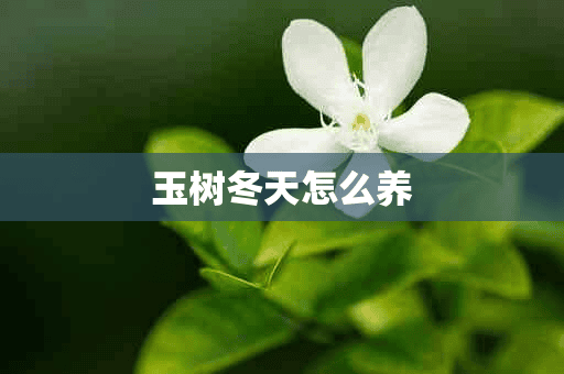 玉树冬天怎么养