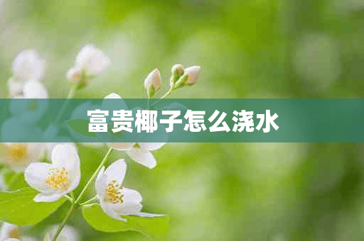 富贵椰子怎么浇水