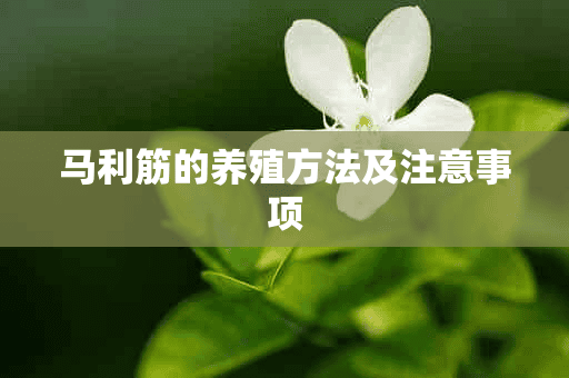 马利筋的养殖方法及注意事项