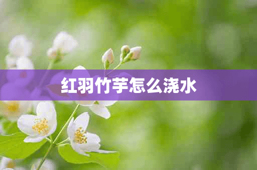 红羽竹芋怎么浇水