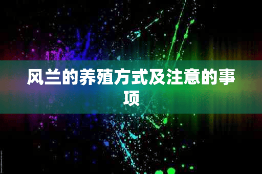 风兰的养殖方式及注意的事项