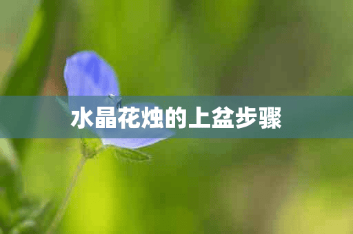 水晶花烛的上盆步骤