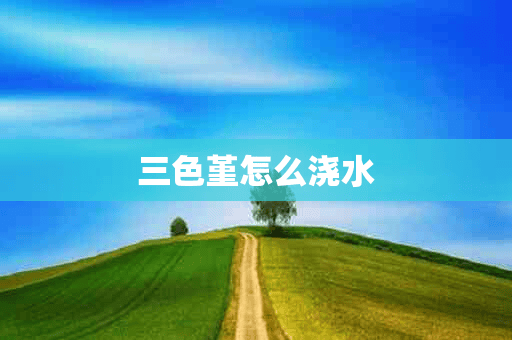 三色堇怎么浇水