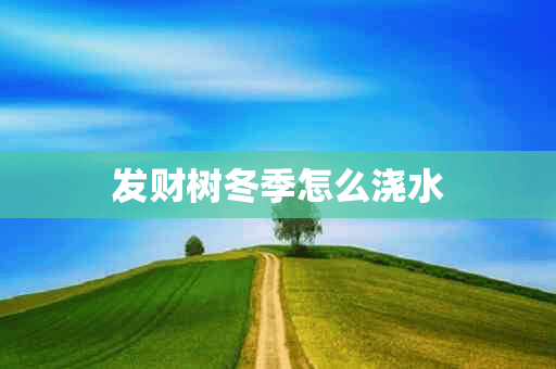 发财树冬季怎么浇水