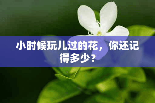 小时候玩儿过的花，你还记得多少？