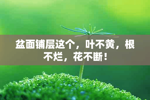 盆面铺层这个，叶不黄，根不烂，花不断！