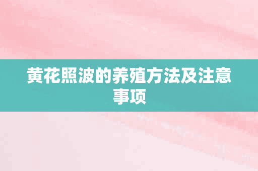 黄花照波的养殖方法及注意事项