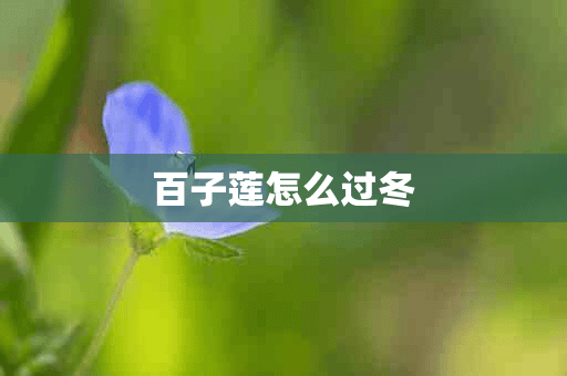 百子莲怎么过冬