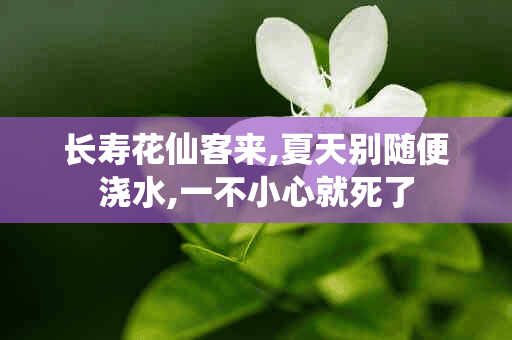 长寿花仙客来,夏天别随便浇水,一不小心就死了