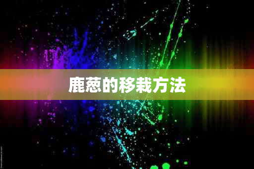 鹿葱的移栽方法