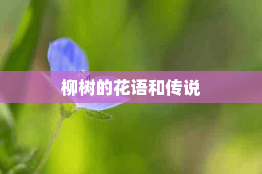 柳树的花语和传说