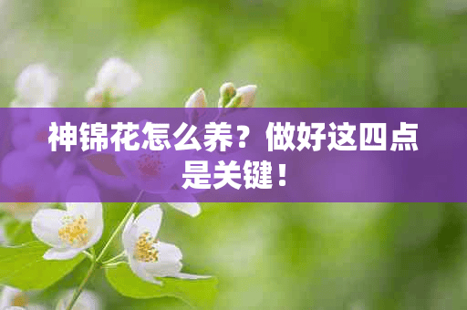 神锦花怎么养？做好这四点是关键！