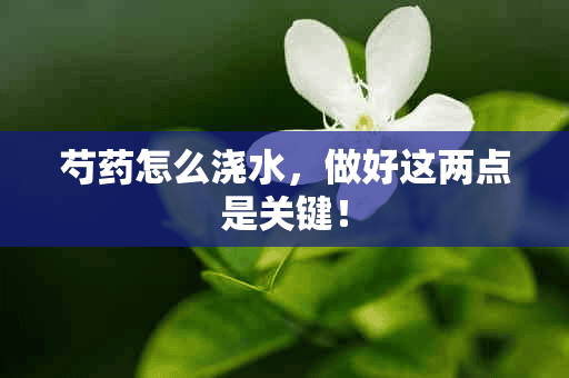 芍药怎么浇水，做好这两点是关键！