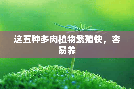 这五种多肉植物繁殖快，容易养