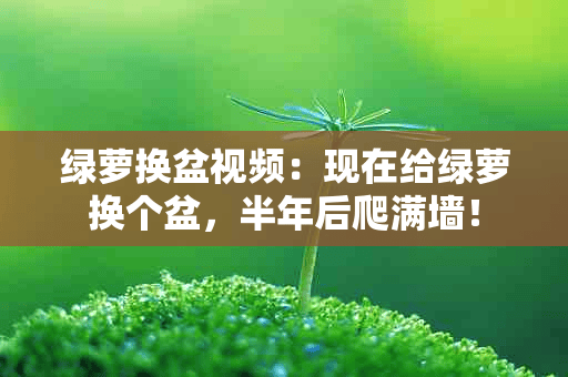 绿萝换盆视频：现在给绿萝换个盆，半年后爬满墙！