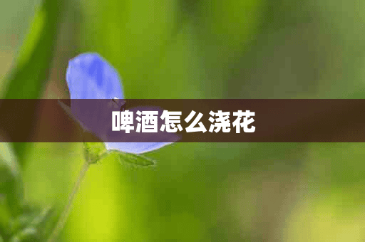 啤酒怎么浇花