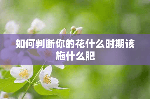 如何判断你的花什么时期该施什么肥