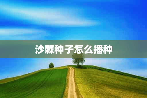 沙棘种子怎么播种