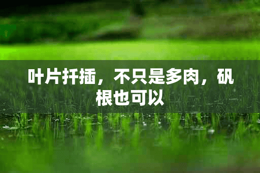 叶片扦插，不只是多肉，矾根也可以