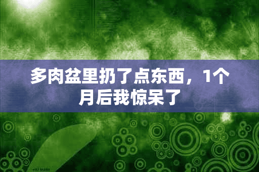 多肉盆里扔了点东西，1个月后我惊呆了