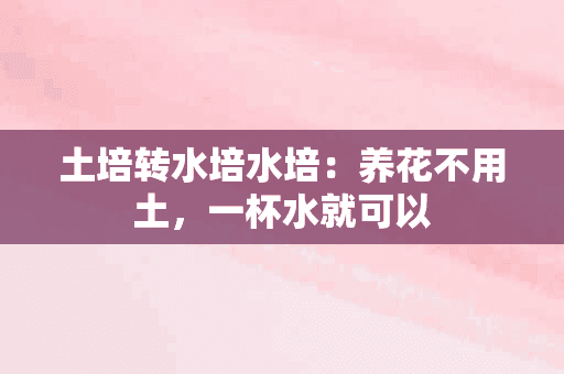 土培转水培水培：养花不用土，一杯水就可以