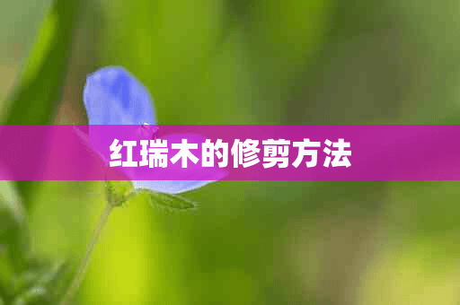 红瑞木的修剪方法